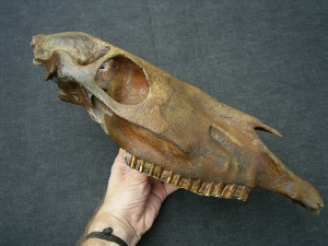 Horse skull - pleistocene age