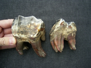 Zwei große Molaren vom Wollhaarnashorn