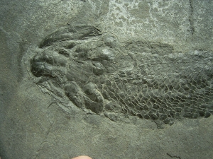 Gyroptychius - Quastenflosser aus dem Devon