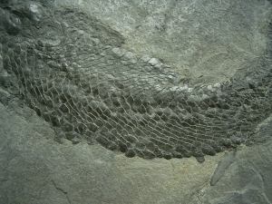 Gyroptychius - Quastenflosser aus dem Devon