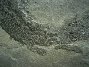 Gyroptychius - Quastenflosser aus dem Devon