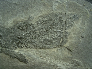 Gyroptychius - Quastenflosser aus dem Devon