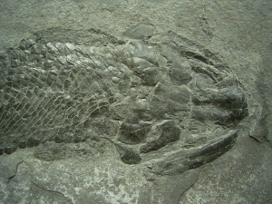 Gyroptychius - Quastenflosser aus dem Devon