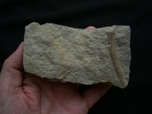 Ichthyosaurier Rippenstück - ungewöhnlicher Deutscher Fundort