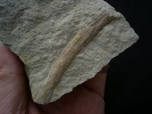 Ichthyosaurier Rippenstück - ungewöhnlicher Deutscher Fundort