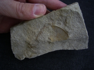 Ichthyosaurier Rippenstück - ungewöhnlicher Deutscher Fundort