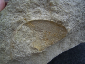 Ichthyosaurier Rippenstück - ungewöhnlicher Deutscher Fundort