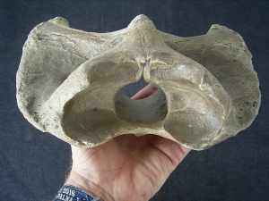 Atlas vertebra Bison priscus