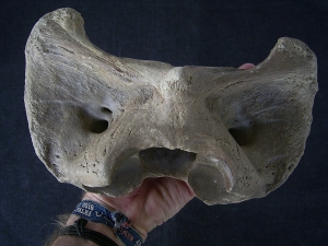 Atlas Wirbel Bison priscus