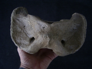 Atlas Wirbel Bison priscus