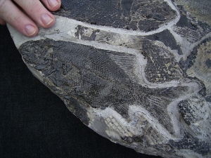 Fischplatte aus der Trias