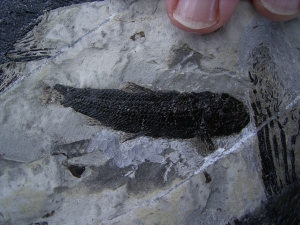 Fischplatte aus der Trias