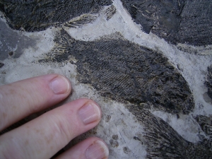 Fischplatte aus der Trias