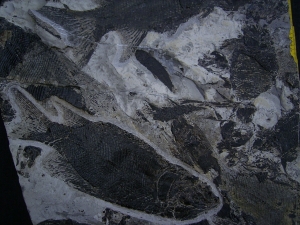 Fischplatte aus der Trias