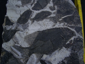 Fischplatte aus der Trias