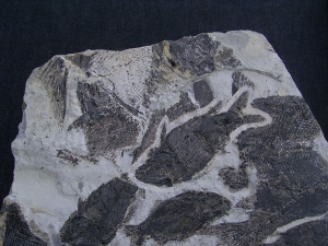 Fischplatte aus der Trias