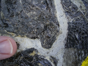 Fischplatte aus der Trias