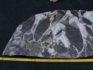 Fischplatte aus der Trias