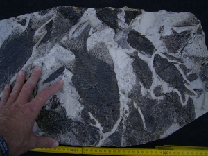 Fischplatte aus der Trias