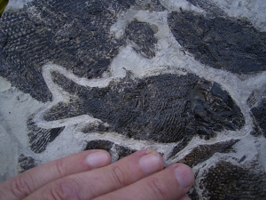 Fischplatte aus der Trias