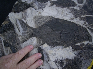 Fischplatte aus der Trias