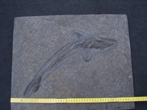 Pachycormus aus Holzmaden