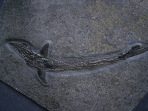 Pachycormus aus Holzmaden