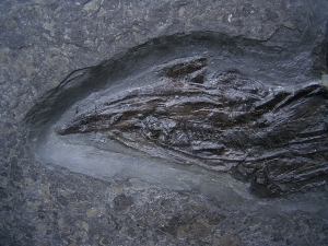 Pachycormus aus Holzmaden