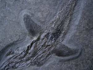 Pachycormus aus Holzmaden