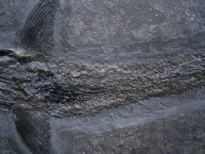 Pachycormus aus Holzmaden