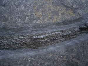 Pachycormus aus Holzmaden