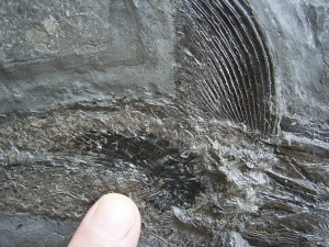 Pachycormus aus Holzmaden