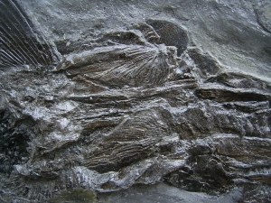 Pachycormus aus Holzmaden