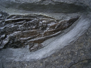 Pachycormus aus Holzmaden