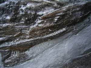 Pachycormus aus Holzmaden