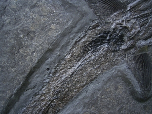 Pachycormus aus Holzmaden