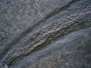 Pachycormus aus Holzmaden