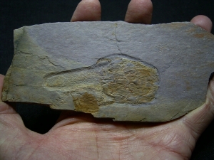 Panzerfisch Cowralepis - ein Highlight für jede Sammlung!