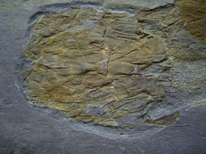 Panzerfisch Cowralepis - ein Highlight für jede Sammlung!