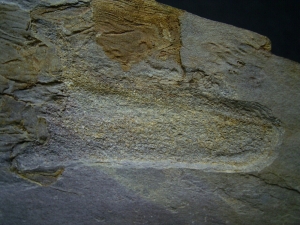 Panzerfisch Cowralepis - ein Highlight für jede Sammlung!