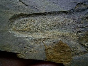 Panzerfisch Cowralepis - ein Highlight für jede Sammlung!