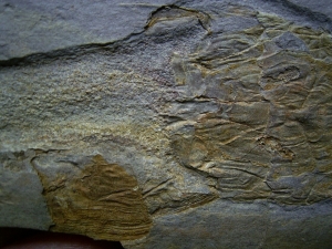 Panzerfisch Cowralepis - ein Highlight für jede Sammlung!