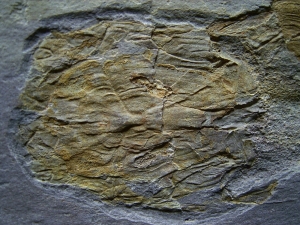 Panzerfisch Cowralepis - ein Highlight für jede Sammlung!