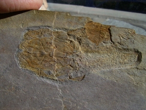 Panzerfisch Cowralepis - ein Highlight für jede Sammlung!