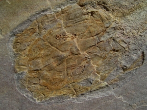 Panzerfisch Cowralepis - ein Highlight für jede Sammlung!