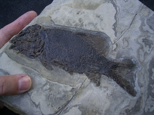 Triassic fish - rare opportunity!