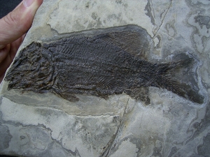 Trias Fisch - Seltene Gelegenheit!