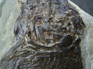 Trias Fisch - Seltene Gelegenheit!