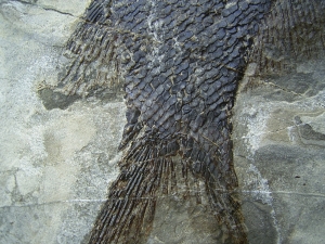 Trias Fisch - Seltene Gelegenheit!