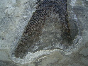 Trias Fisch - Seltene Gelegenheit!